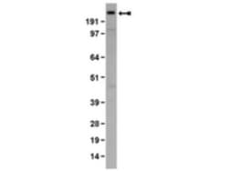 Piccolo Antibody (4G3.3), Novus Biologicals 0.1 mg; Unconjugated:Antibodies,
