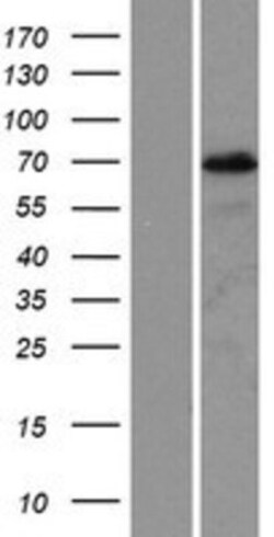 Novus Biologicals™ PIF1 Overexpression Lysate