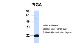 PIGA Antibody, Novus Biologicals 100&mu;L; Unlabeled:Antibodies, Polyclonal