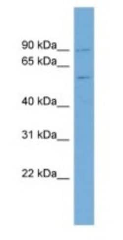 PIGQ Antibody, Novus Biologicals:Antibodies:Primary Antibodies