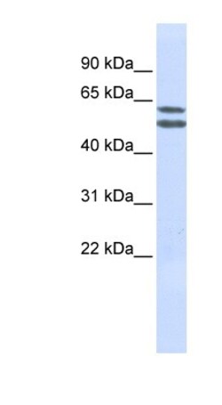 PIGQ Antibody, Novus Biologicals:Antibodies:Primary Antibodies