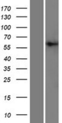 Novus Biologicals&trade;&nbsp;PIGT Overexpression Lysate