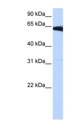 PIGW Antibody, Novus Biologicals:Antibodies:Primary Antibodies