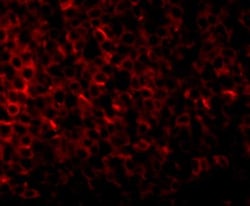 PIGY Antibody - BSA Free, Novus Biologicals 0.1mg; Unlabeled:Antibodies,