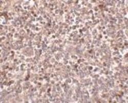 PIGY Antibody - BSA Free, Novus Biologicals 0.025 mg, Unconjugated:Antibodies,