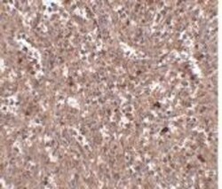 PIGY Antibody - BSA Free, Novus Biologicals 0.1mg; Unlabeled:Antibodies,