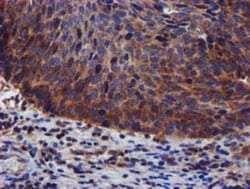 PIH1D2 Antibody (OTI4A10), Novus Biologicals 0.1mL; Unlabeled:Antibodies,
