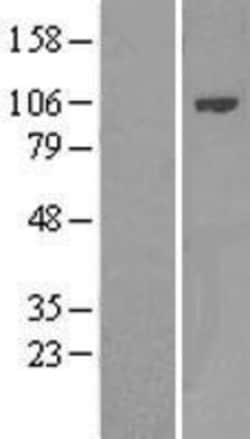 Novus Biologicals BCAP/PIK3AP1 Overexpression Lysate 0.1mg:Protein Analysis