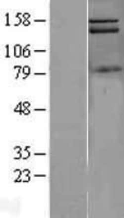 Novus Biologicals&trade;&nbsp;PIK3C2A Overexpression Lysate