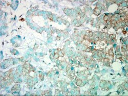 PIK3CA Antibody, Novus Biologicals 0.1mL; Unlabeled:Antibodies, Polyclonal