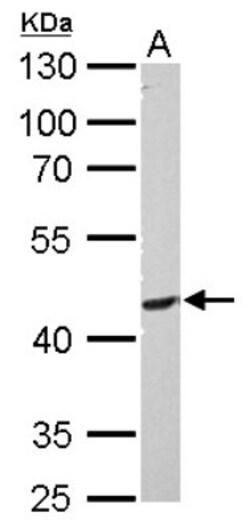 PI 3-Kinase p55 gamma Antibody, Novus Biologicals 0.1mg; Unlabeled:Antibodies,