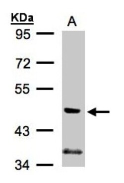 PI 3-Kinase p55 gamma Antibody, Novus Biologicals 0.1mg; Unlabeled:Antibodies,