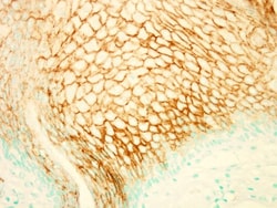 PIK3R5 Antibody, Novus Biologicals 0.1mL; Unlabeled:Antibodies, Polyclonal