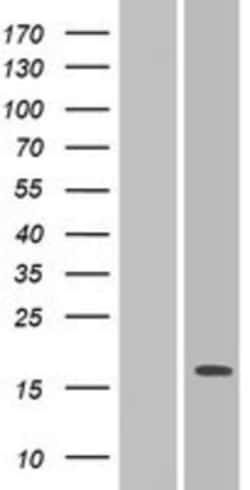 Novus Biologicals™ PILR-alpha Overexpression Lysate
