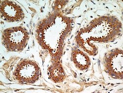 PIM1 Antibody, Novus Biologicals 0.1mg; Unlabeled:Antibodies, Polyclonal