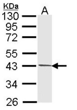 PIM2 Antibody, Novus Biologicals 0.1mg; Unlabeled:Antibodies, Polyclonal