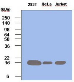 Pin1 Antibody (3G8) - BSA Free, Novus Biologicals 0.1 ml; Unconjugated:Antibodies,
