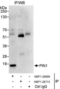 Pin1 Antibody, Novus Biologicals 0.1mg; Unlabeled:Antibodies, Polyclonal