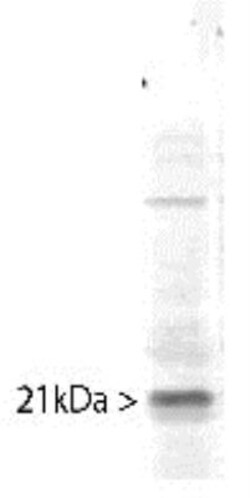 Pin1 Antibody, Novus Biologicals 0.1 mL; Unconjugated:Antibodies, Polyclonal