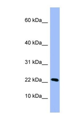 PIN4 Antibody, Novus Biologicals:Antibodies:Primary Antibodies