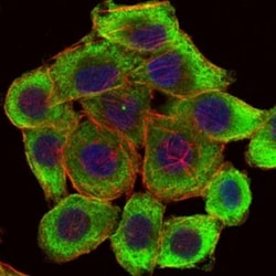 PINCH1/LIMS1 Antibody (5G7), Novus Biologicals:Antibodies:Primary Antibodies