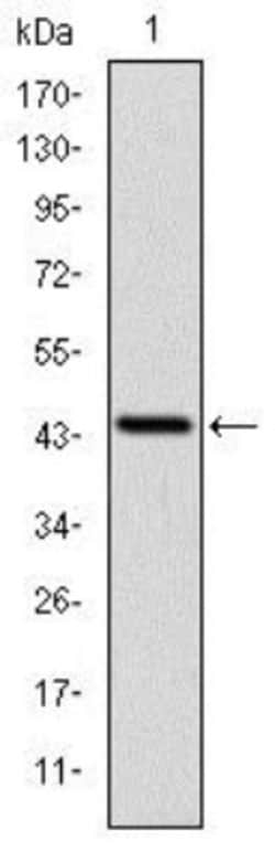 PINCH1/LIMS1 Antibody (5G7), Novus Biologicals:Antibodies:Primary Antibodies