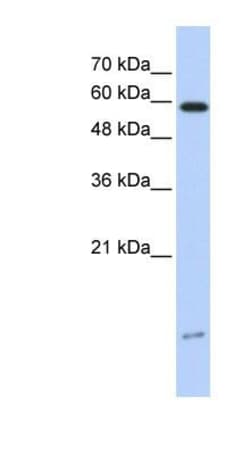 PIN/DLC8 Antibody, Novus Biologicals:Antibodies:Primary Antibodies