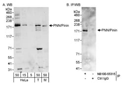 Pinin Antibody, Novus Biologicals 0.1mg; Unlabeled:Antibodies, Polyclonal