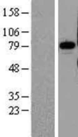 Novus Biologicals™ Pinin Overexpression Lysate