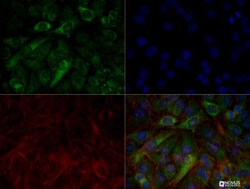 PINK1 Antibody (8E10.1D6) - BSA Free, Novus Biologicals 0.1mg; Unlabeled:Antibodies,