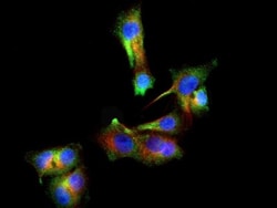PINK1 Antibody - BSA Free, Novus Biologicals 0.025mL; Unlabeled:Antibodies,