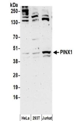 PINX1 Antibody, Novus Biologicals 0.1mg; Unlabeled:Antibodies, Polyclonal