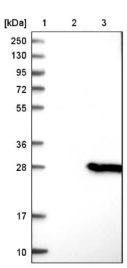 PIPPIN Antibody, Novus Biologicals 0.1mL; Unlabeled:Antibodies, Polyclonal