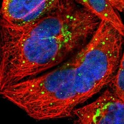 PIPPIN Antibody, Novus Biologicals 0.1mL; Unlabeled:Antibodies, Polyclonal