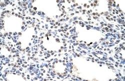 PIPPIN Antibody, Novus Biologicals:Antibodies:Primary Antibodies