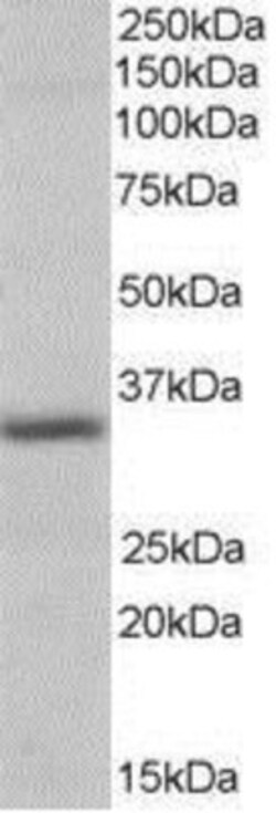 Pirin Antibody, Novus Biologicals 0.1mg; Unlabeled:Antibodies, Polyclonal