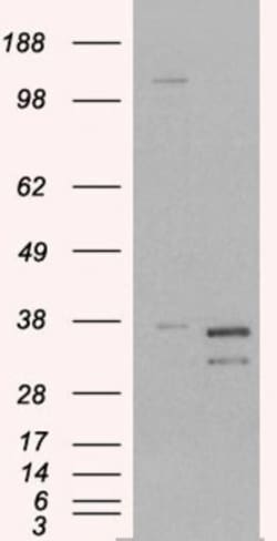 Pirin Antibody, Novus Biologicals 0.1mg; Unlabeled:Antibodies, Polyclonal