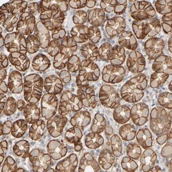 PIST Antibody, Novus Biologicals 0.1mL; Unlabeled:Antibodies, Polyclonal