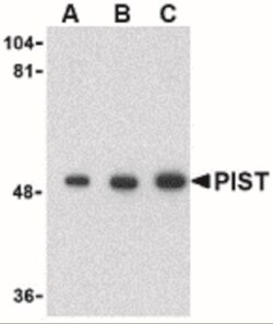 PIST Antibody - BSA Free, Novus Biologicals 0.025 mg, Unconjugated:Antibodies,