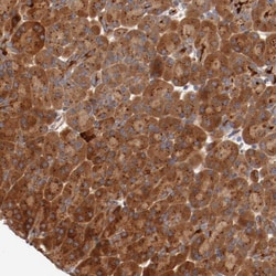PITPNM2 Antibody, Novus Biologicals:Antibodies:Primary Antibodies