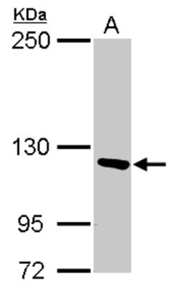 PITRM1 Antibody, Novus Biologicals 0.1 mL | Buy Online | Novus Biologicals | Fisher Scientific