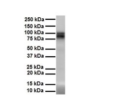 PIWIL1/HIWI Antibody, Novus Biologicals 0.05mg; Unlabeled:Antibodies, Polyclonal
