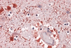 PIWIL2 Antibody - BSA Free, Novus Biologicals 0.025 mg, Unlabeled:Antibodies,