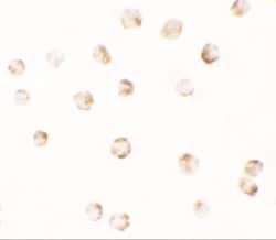 PIWIL2 Antibody - BSA Free, Novus Biologicals:Antibodies:Primary Antibodies