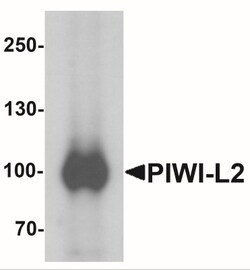 PIWIL2 Antibody - BSA Free, Novus Biologicals:Antibodies:Primary Antibodies