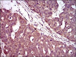 PIWIL4 Antibody (10G9B11) - BSA Free, Novus Biologicals:Antibodies:Primary