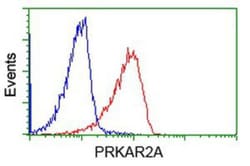 PKA R2 Antibody (OTI1F8), Novus Biologicals 0.1mL; Unlabeled:Antibodies,