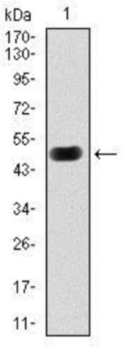 PKA C-gamma Antibody (2E4), Novus Biologicals 0.025 mL, Unlabeled:Antibodies,