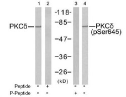 PKC delta, p Ser645 Antibody, Novus Biologicals 0.025 mL | Buy Online | Novus Biologicals | Fisher Scientific