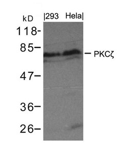 PKC zeta Antibody, Novus Biologicals 0.1 mg; Unconjugated:Antibodies, Polyclonal